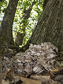 Hen-of-the-woods or maitake (Grifola frondosa) growing in its natural environment, Liguria Italy