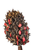Fruits and seeds of Magnolia sp. flower against a white background, Liguria, Italy