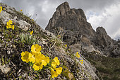 Mountain cowslip or bear's ear (Primula auricula) growing in tipical high altitude environment, Veneto, Italy