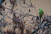 A female of Rose-ringed Parakeet (Psittacula krameri) perched on branch in a rainy day, Liguria, Italy