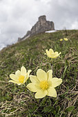 Alpine pasqueflower or alpine anemone (Pulsatilla alpina) growing in high-altitude environment, Veneto, Italy