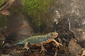 Italian Crested Newt (Triturus carnifex) in its natural environment, Tuscany, Italy