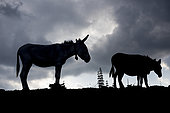Two mules (Equus asinus) on pasture in backlight at sunset, Trentino, Italy