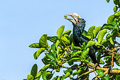 Silvery-cheeked Hornbill (Bycanistes brevis) eating a fruit, Awasa Lake, Rift Valley, Ethiopia