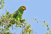 Yellow-fronted Parrot (Poicephalus flavifrons) on a branch, Langano Lake, Rift Valley, Ethiopia