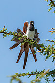 Namaqua Dove (Oena capensis capensis) on a branch, Rift Valley, Ethiopia
