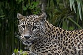 Persian leopard (Panthera pardus tulliana), Caucasian leopard (Panthera pardus saxicolor) native to Turkey, Caucasus, Iran, Afghanistan and Asia, Asia
