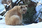 Syrian brown bear (Ursus arctos syriacus) in the winter Syrian brown bear in the winter