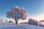 Winter landscape, Mont Salève, Archamps, France, Europe