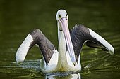 Australian pelican (Pelecanus conspicillatus), swimming in a lake, captive, distribution australia