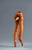 Carrot (Daucus carota), strange shape, male legs, sex, Organic Farming, garden, Belfort, Territoire de Belfort, France