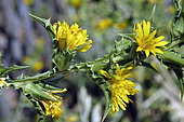 Scolymus hispanicus, Pointe de la Cride, Sanary-sur-Mer, Var, France