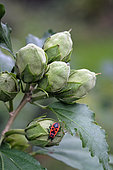 Bug (Pyrrhocoris apterus), adult sucking a Hibiscus (Althaea) flower bud, garden, Belfort, Territoire de Belfort, France