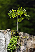 Rowan (Sorbus aucuparia) growing in the stump of a beech, oxalis flowers, forest, Ballon d'Alsace, Territoire de Belfort, France