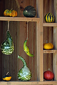Cucurbits, decoration, shelf, vegetable garden, Sainte Croix wildlife park, Rhodes, Moselle, France
