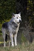 Wolf (Canis lupus occidentalis) Sainte Croix wildlife park, Rhodes, Moselle, France