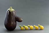 Eggplant (Solanum melongena) shape of a man, tomato, market gardener, organic farming, Reppe, Territoire de Belfort, France