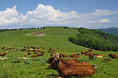 Salers cows, farmhouse inn, meadow of Wissgrut, Ballon d Alsace massif, Sewen, Haut Rhin, France