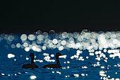 Black-necked Grebe (Podiceps nigricollis) against the light on a pond, Sologne, Loir et Cher, Centre-Val de Loire, France