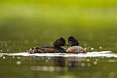 Black-necked Grebe (Podiceps nigricollis), pair on water, Sologne, Loir et Cher, Centre-Val de Loire, France.