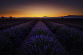 Lavender field on the Plateau de Valensole, Alpes-de-Haute-Provence, France