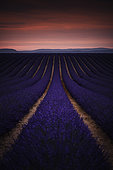 Lavender field on the Plateau de Valensole, Alpes-de-Haute-Provence, France