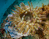 Fat Anemone (Cribrinopsis crassa) on bedrock, Saint Raphaël, Var, France