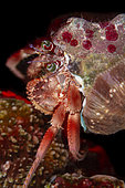 Jeweled anemone hermit (Dardanus gemmatus, Tahiti, French Polynesia