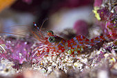Henderson Hinge-beak shrimp (Cinetorhynchus hendersoni) on the reef, Tahhti, French Polynesia