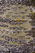 Lenticels and lichens on an aspen trunk (Populus tremula) - Lenticels enable gas exchange between the atmosphere and the plant's internal tissues, particularly for trees whose roots are temporarily flooded and deprived of oxygen. Valgaudemar - Alps - France