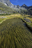 Bur-reed on the surface of a mountain lake in the Ecrins. Narrow-leaved bur-reeds (Sparganium angustifolium) - Le Lauzon - Valgaudemar - Hautes Alpes - France