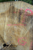 Growth rings on a hundred-year-old fir tree in the Jura. Fir felled at around 140 years of age - Haut Jura - France
