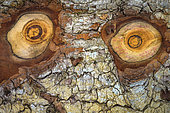 Eyes formed by knots in the trunk of an old fir tree. High Jura - France