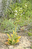Flor del bigote (Bipinnula fimbriata), Chilean endemic orchid, Los Molles, Valparaiso Region, Chile