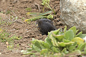 Coruro (Spalacopus cyanus), Octodontidae rodent endemic to Chile, individual emerging from its burrow, Los Molles, Valparaiso Region, Chile