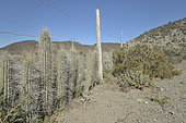 Cactus fence, Rio Limari Valley, Coquimbo Region, Chile
