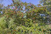 Hawthorn, Crataegus oxyacantha sorbifolia, fruits