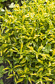 Calico-plant, Alternanthera bettzickiana 'Aurea', foliage