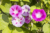 Tall Morning Glory 'La Vie en Rose', Ipomoea purpurea 'La Vie en Rose', flowers