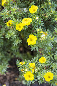 Shrubby Cinquefoil, Dasiphora fruticosa 'Kolbold', flowers