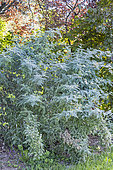 Ghost Bramble, Rubus thibetanus 'Silver Fern'