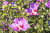 Rose of Sharon, Hibiscus syriacus 'Russian Violet Floru', flowers