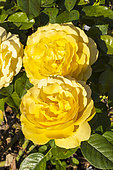 Rosa 'Anisade, flowers