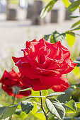 Rosa 'Grande Amore', flowers