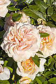 Rosa 'Garden of Roses', flowers