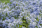 Aster cordifolius 'Little Carlow', flowers
