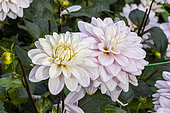 Dahlia 'Rose des Sables', flowers
