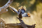 Grey go away bird (Corythaixoides concolor) spreading wings in backlit at dawn in Kruger National park, South Africa