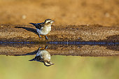 Yellow-throated Petronia (Gymnoris superciliaris) front view along waterhole with reflection in Kruger National park, South Africa