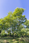 Kentucky coffee tree, Gymnocladus dioica